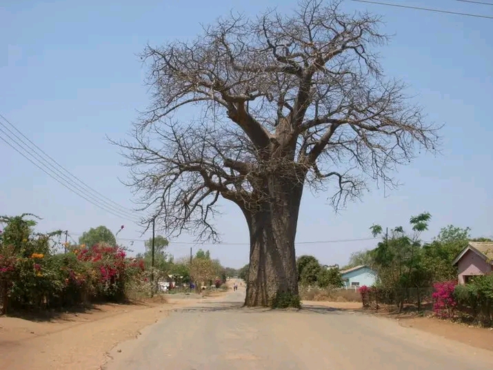 Discover the Baobab Wonderlands of Beitbridge Chiredzi A Tree